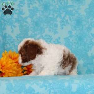 Salted Carmel, Cavapoo Puppy